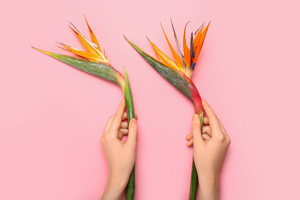 Female hands with beautiful strelitzia flowers on pink background, closeup - Photo, Image