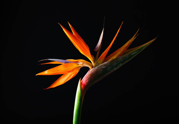 Beautiful bird of paradise flower on dark background, closeup - Valokuva, kuva