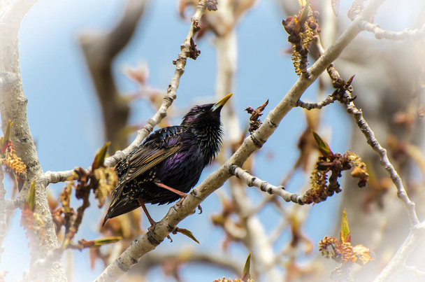 Common starling bird (Sturnus vulgaris) siting on a on a branch in spring - Photo, Image