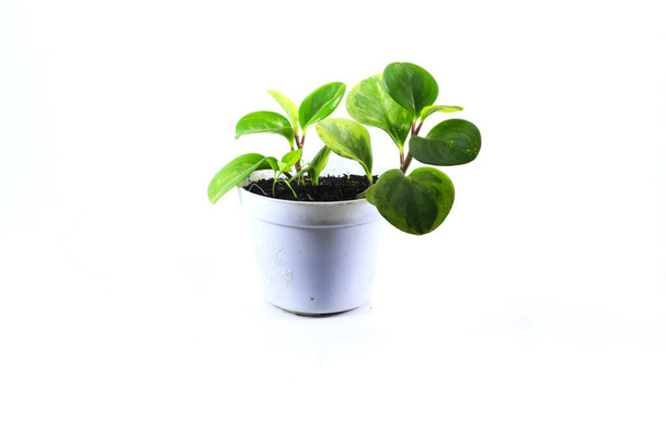Peperomia Obtusifolia or peperomia Green (Baby Rubber Plant) on white pot isolated on white background - Photo, Image