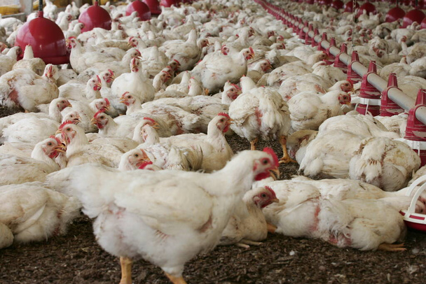 eunapolis, bahia, brésil - 23 octobre 2009 : Élevage de poulet dans une ferme dans la ville d'Eunapolis. - Photo, image