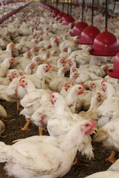 eunapolis, bahia, Brasile - 23 ottobre 2009: Allevamento di polli in una fattoria nella città di Eunapolis. - Foto, immagini