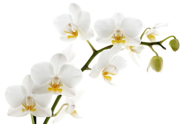 Orquídea blanca aislada en blanco - Foto, imagen