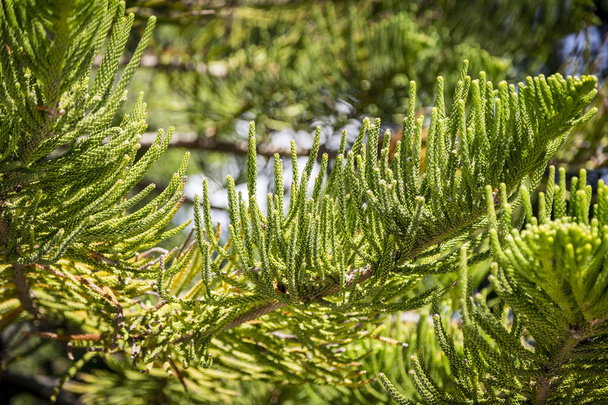 perto de um ramo exótico de um conifere
 - Foto, Imagem