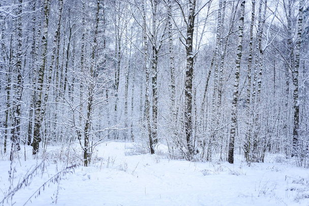 Лісові дерева природи снігові ліси фони. Сніг лежить на деревах
. - Фото, зображення