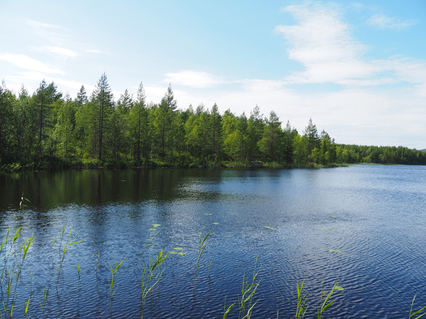 forest lake. karelia  - Foto, Imagem