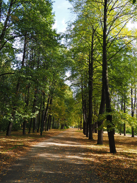 park in autumn - Fotó, kép