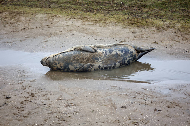 Gri fokların çiftleşmesi, dövüşmesi ve doğum yapması - Fotoğraf, Görsel