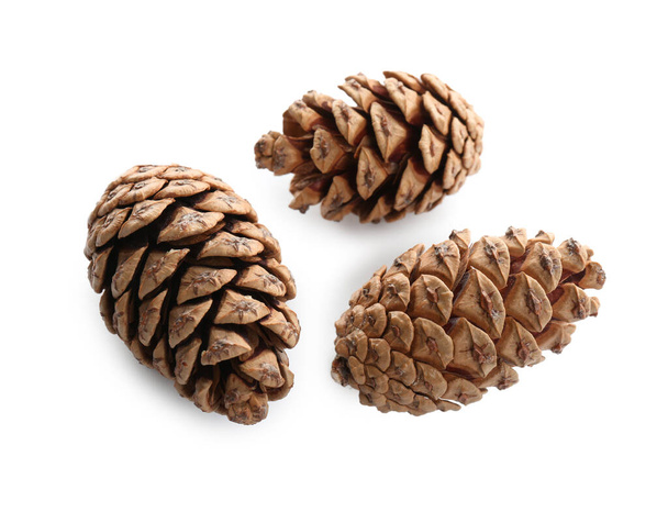Beautiful dry pine cones on white background - Foto, afbeelding