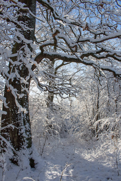 old oak tree in winter forest on a sunny da - Foto, Imagem