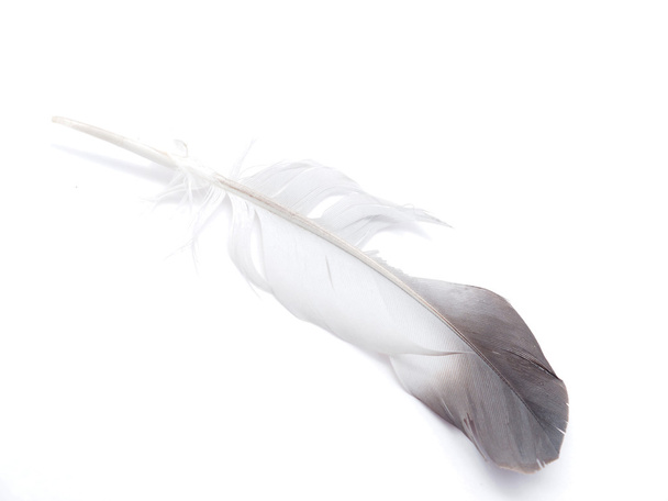 bird feather on white background - Φωτογραφία, εικόνα