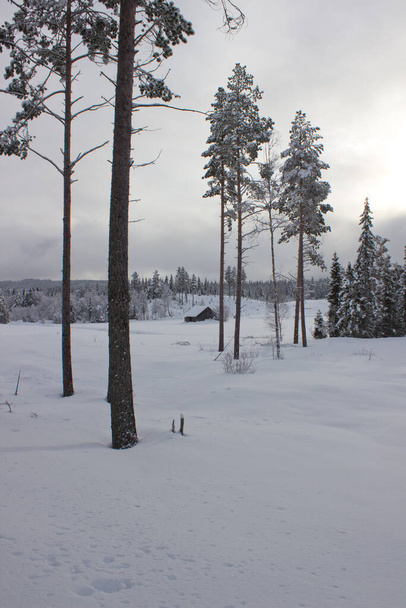 Hermosa mañana de invierno en montañas noruegas, pino cubierto de nieve cerca de Hemsedal, Noruega, naturaleza al aire libre, destino escandinavo salvaje, papel pintado vertical, calendario, cartel, postal, belleza del norte - Foto, imagen