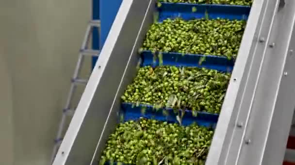 Pranie maszynowe oliwek do produkcji oliwy z oliwek w Grecji - Materiał filmowy, wideo