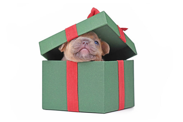 French Bulldog puppy peaking out of green Christmas gift box on white background - Foto, imagen