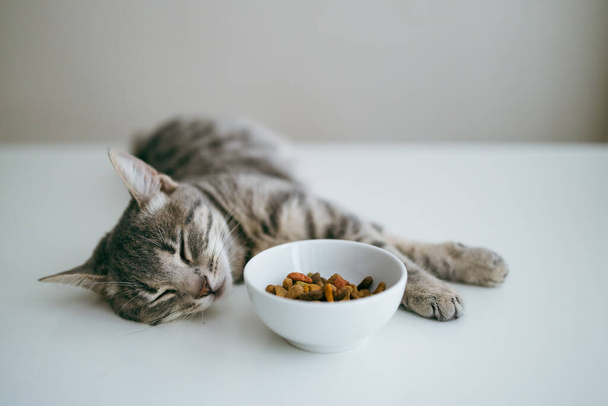Gyönyörű macska feküdt tálka mellett, étellel az asztalon otthon. Száraz kisállat eledel tálban fehér alapon - Fotó, kép