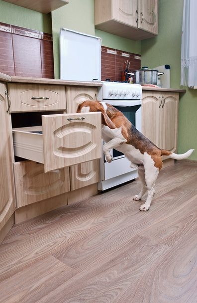 dog in kitchen - Zdjęcie, obraz