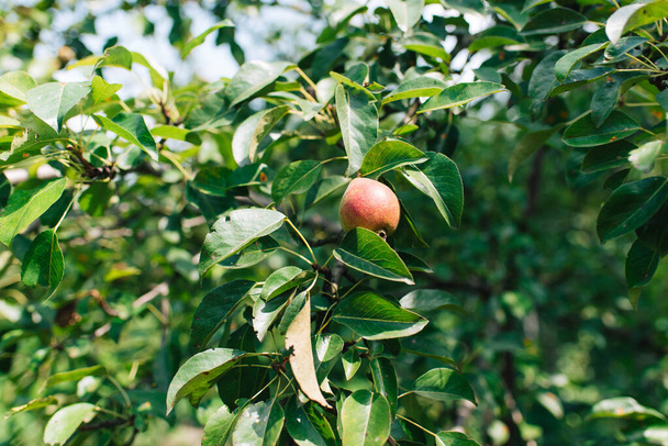 Pear, fruit tree in the garden - Foto, afbeelding