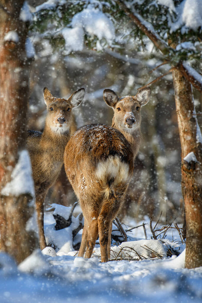 Female roe deer in the winter forest. Animal in natural habitat. Wildlife scene - Photo, Image