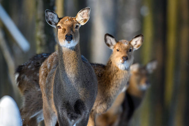 Female roe deer in the winter forest. Animal in natural habitat. Wildlife scene - Photo, Image