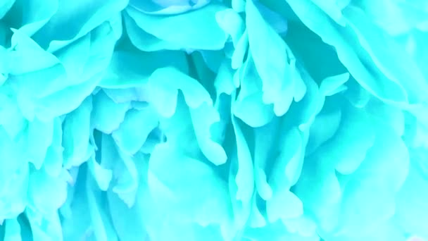 Peonie abstract blue background. Extrem close-up. Side view. Loop motion. Rotation 360. 4K UHD video footage 3840X2160. - Footage, Video