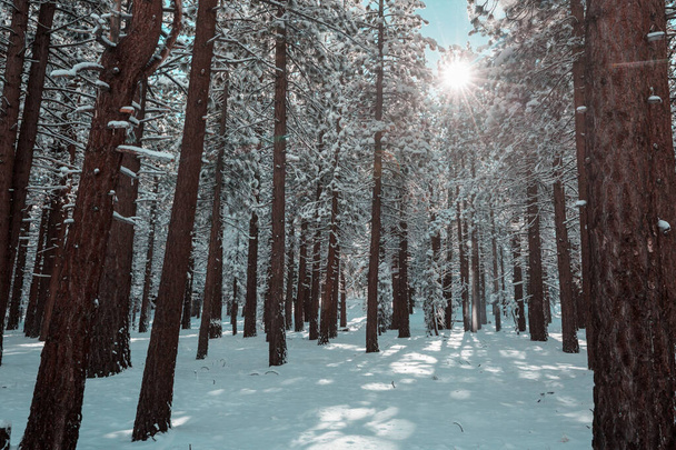 Scenic snow-covered forest in winter season. Good for Christmas background. - Photo, Image