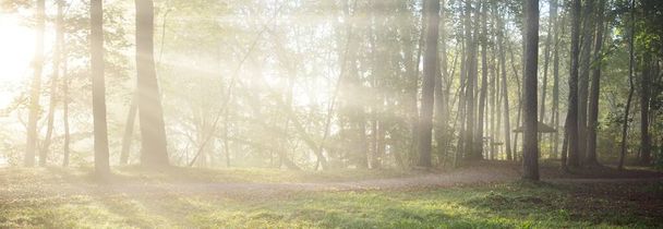 Vista panorámica del misterioso bosque en una niebla al amanecer. Luz solar suave, rayos de sol. Árboles viejos, hojas coloridas, musgo, helecho, plantas de cerca. Sigulda, Letonia. Ecología, estaciones, medio ambiente, ecoturismo - Foto, imagen