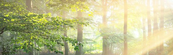 Vista panoramica del maestoso verde deciduo e della pineta in una nebbia mattutina. Le sagome degli alberi. Raggi solari, luce solare pura. Atmosfera onirica paesaggio estivo. Natura, ecologia, fantasia, fiaba - Foto, immagini
