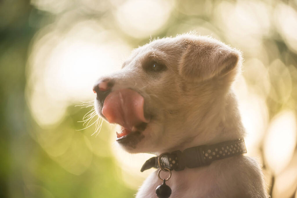 Hungrige Labrador Retriever Welpen lecken Lippen im grünen Garten mit hellem Laub Bokeh Hintergrund bei Sonnenuntergang. Liebenswerte reinrassige Hunde blicken im Frühling in die Kamera im Park. - Foto, Bild