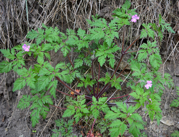 Geranium (Geranium robertianum) roste ve volné přírodě - Fotografie, Obrázek