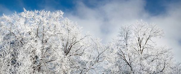 Snow-covered trees against clear blue sky after a blizzard, hoarfrost on tree branches, close-up. Winter wonderland. Weather, climate change, nature, environment, natural background, texture - Photo, Image