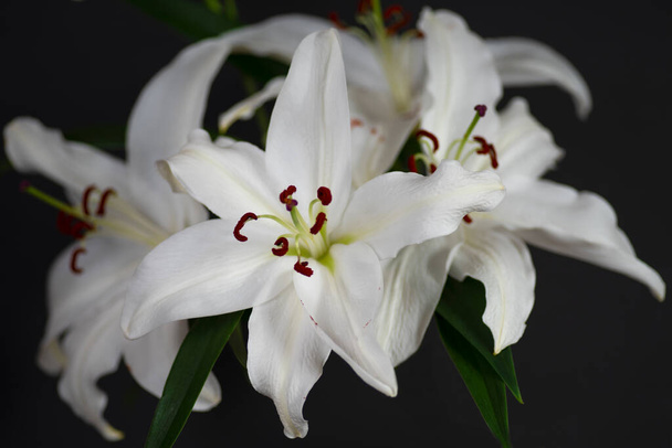 white lilies on a black background with blur - 写真・画像