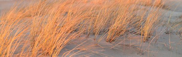 Βαλτική θάλασσα ακτή στο ηλιοβασίλεμα. Αμμόλοφοι, φυτά (Ammophila) σε κοντινή απόσταση. Ήλιος ήλιος, χρυσή ώρα. Προστασία του περιβάλλοντος, οικοτουρισμός, φύση, εποχές. Ζεστός χειμώνας, κλιματική αλλαγή. Μακροφωτογραφία - Φωτογραφία, εικόνα