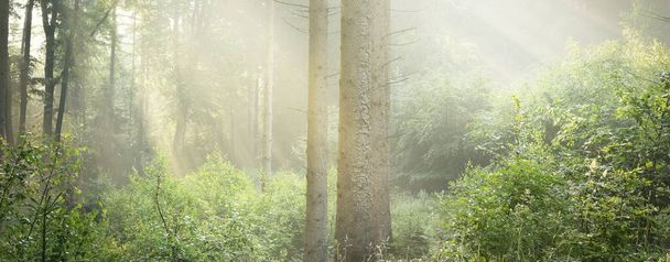 Vista panorâmica da majestosa floresta decídua verde e pinhal em uma névoa matinal. Sílhuetas de árvores. Raios solares, pura luz solar. Paisagem de verão tipo sonho atmosférico. Natureza, ecologia, fantasia, conto de fadas - Foto, Imagem