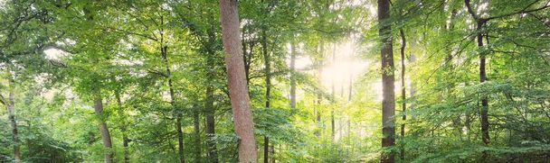 Sötét titokzatos bükkerdő. Hatalmas fák. Napfény a fatörzsön át, zöld levelek. Nyári táj. Rajna-vidék, Németország. Természet, ökológia, környezetvédelem - Fotó, kép