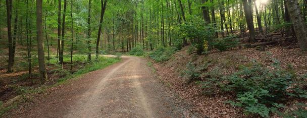 Droga wiejska (ścieżka) przez wzgórza ciemnego lasu bukowego. Potężne drzewa. Naturalny tunel. Atmosferyczny letni krajobraz. Nadrenia, Niemcy. Przyroda, ekologia, ochrona środowiska, ekoturystyka - Zdjęcie, obraz