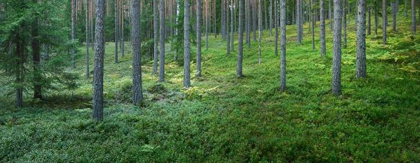 Suelo forestal de plantas verdes y hojas de helecho, pino siempreverde y abetos de primer plano. Niebla matutina. Valmiera, Letonia. Paisaje atmosférico. Naturaleza, conservación del medio ambiente, ecología - Foto, imagen