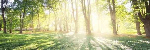 Şehir parkındaki uzun ıhlamur ağaçlarının arasından geçen çakıl yolu yakınında yeşil bir çayır. Riga, Letonya. Ağaç gövdelerinden akan güneş ışığı. Idyllic orman sahnesi - Fotoğraf, Görsel