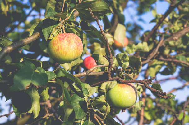 Krásná, zralá, chutná jablka na větvi stromu v létě při západu slunce. Stylová, tónovaná fotografie. - Fotografie, Obrázek