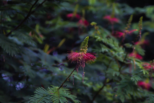 Calliandra calothyrsus rügyekkel és nyitott virágokkal. Más néven Anneslea acapulcensis Britton és Rose, Calliandra acapulcensis, Calliandra confusa Sprague, red calliandra vagy Kaliandra merah. - Fotó, kép