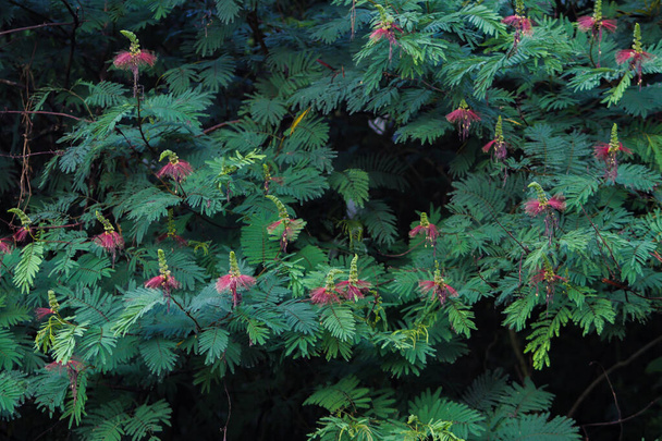 Calliandra calothyrsus with buds and open flowers. Its also known as Anneslea acapulcensis Britton and Rose, Calliandra acapulcensis, Calliandra confusa Sprague, red calliandra, or Kaliandra merah. - Photo, Image