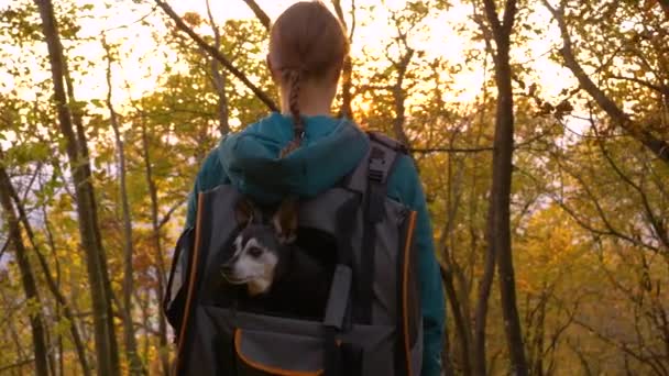 ZAMKNIJ SIĘ: Wędrowiec niesie swojego starszego miniaturowego psa pinschera obserwując las - Materiał filmowy, wideo