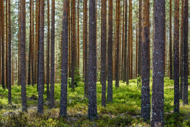 Vista de un hermoso bosque de pinos a la luz del sol de verano, con el suelo del bosque cubierto con ramitas de arándanos verdes - Foto, imagen
