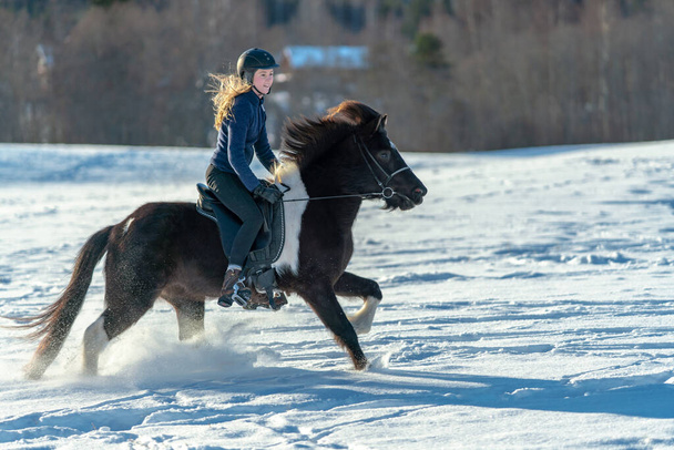雪に覆われたフィールドで彼女の暗いアイスランドの馬に乗ってスウェーデンの若い女性の日当たりの良いビュー。明るい冬の日差しと輝くカスケードや雪のスプレーで - 写真・画像