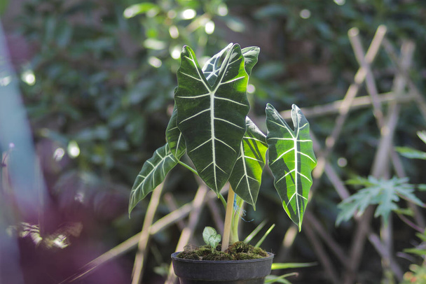 Alocasia micholitziana Frydek також називається Alocasia Green Velvet з зеленим листям і білими жилами. Alocasia Plant Stock Photo. - Фото, зображення