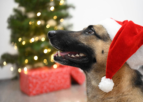 a happy dog celebrates christmas in a red hat - Fotoğraf, Görsel