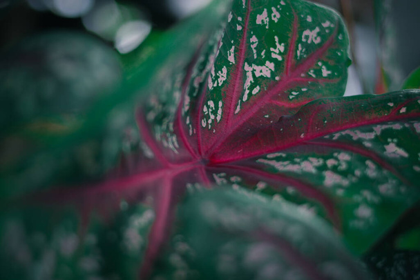 Close up view of Green Caladium red star or heart of Jesus, or caladium tricolor with white dots and redbone in the garden. - Foto, afbeelding