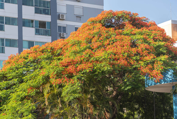 Delonix Regia puu kukoisti kaupunkimaisemassa. Maisemapuu. Flamboyant pidetään yhtenä kauneimmista puista maailmassa, koska voimakas väri sen kukkia. - Valokuva, kuva