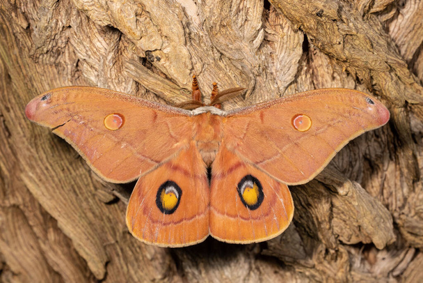 Large Australian Helena Gum Moth - Photo, Image