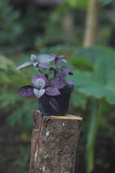 Red Flame Ivy (Hemigraphis colorata) с фиолетовыми и зелёными листьями. Также называется фиолетовое вафельное растение, Sambang getih, или remek daging. Индонезийские растения с лечебными свойствами. - Фото, изображение