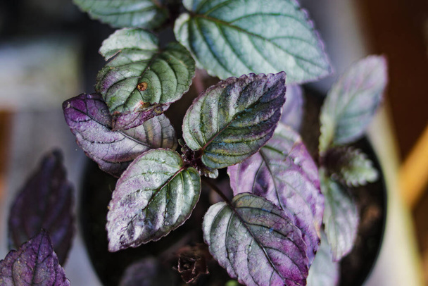 Red Flame Ivy (Hemigraphis colorata) с фиолетовыми и зелёными листьями. Также называется фиолетовое вафельное растение, Sambang getih, или remek daging. Индонезийские растения с лечебными свойствами. - Фото, изображение